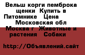 Вельш-корги-пемброка щенки. Купить в Питомнике › Цена ­ 60 000 - Московская обл., Москва г. Животные и растения » Собаки   
